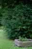 Bushes